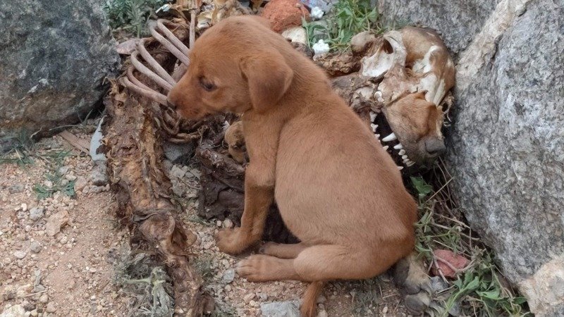 One Animal Crematorium in Each District of India